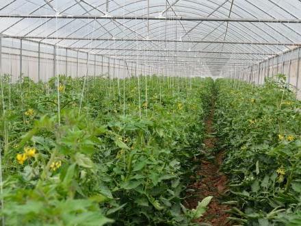 驚！山西某智能農業終于擁有大棚溫濕度監控系統